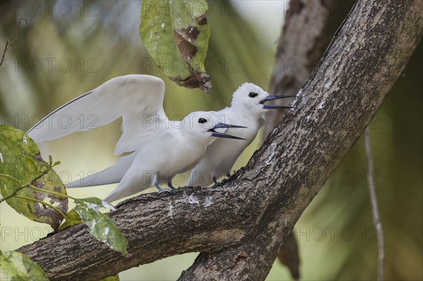 White tern