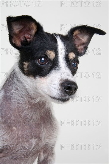 Jack Russell Terrier