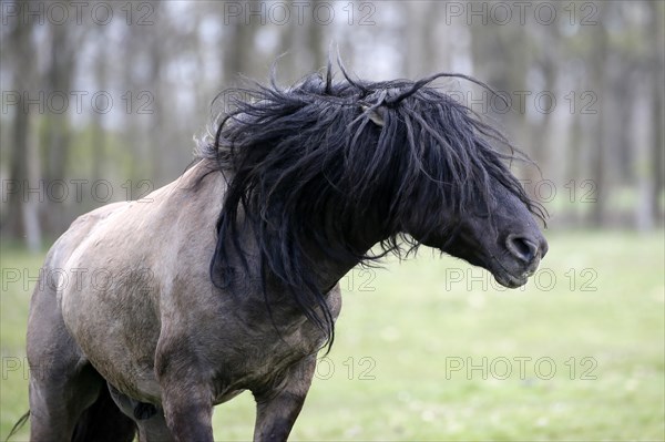 Wild Horse Duelmen