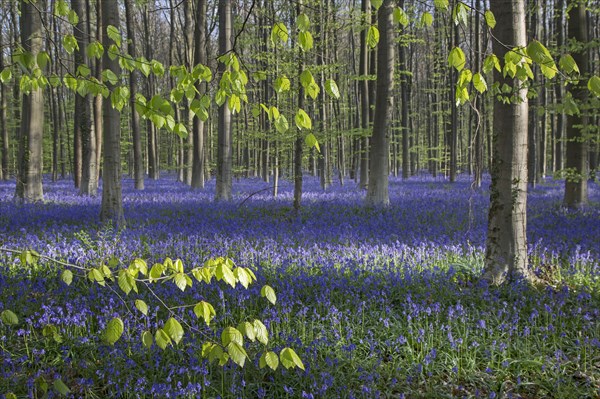 Bluebell