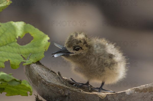 White tern