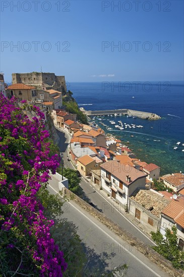 Scilla
