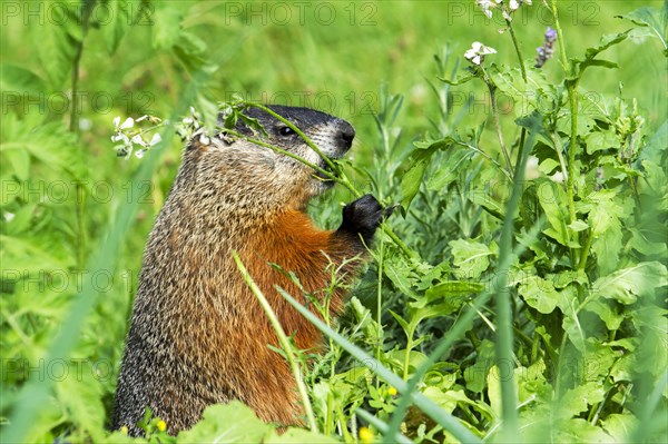 Groundhog feeding in a garden