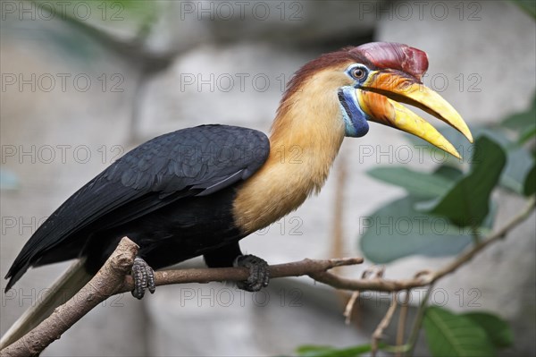 Knobbed Hornbill