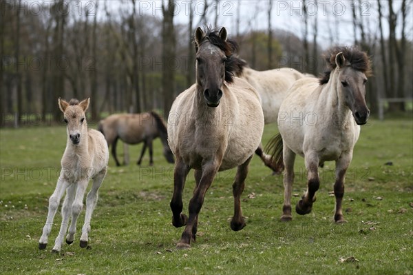 Wild Horse Duelmen