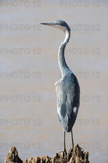 Black-headed heron