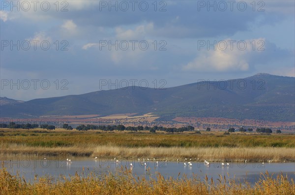 Daimiel