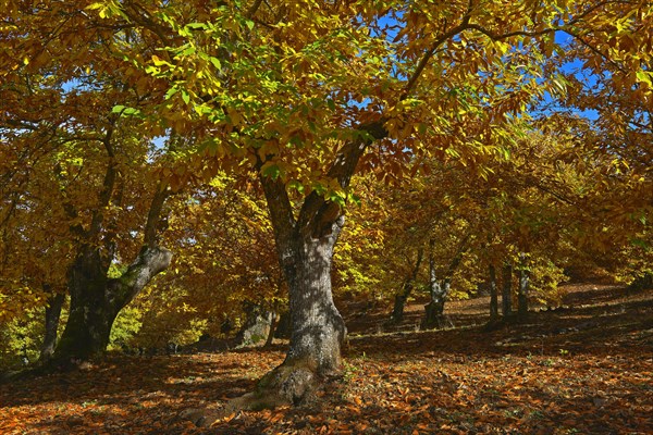 Chestnut