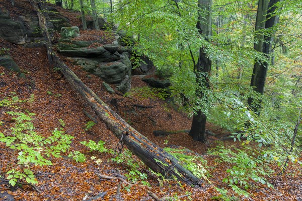 Forest at Goldstein