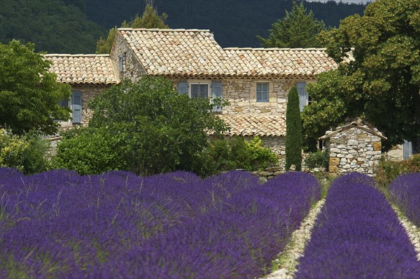 House in the lavender field near Banon