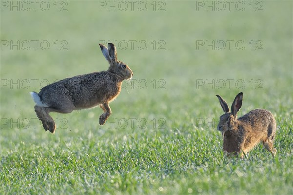 European Hare