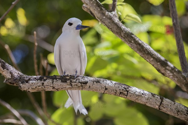 White tern