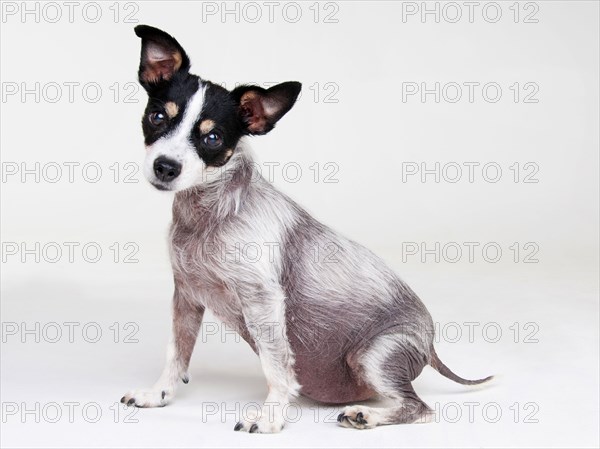 Jack Russell Terrier