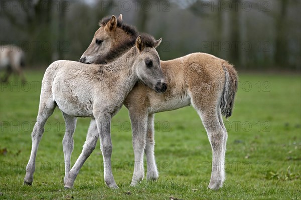 Wild Horse Duelmen