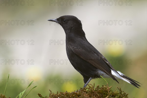 Black Wheatear