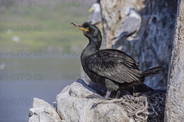 Common shag