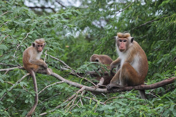 Toque macaque