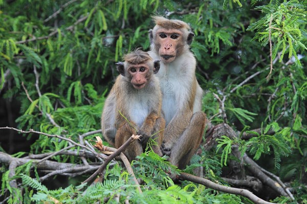 Toque macaque