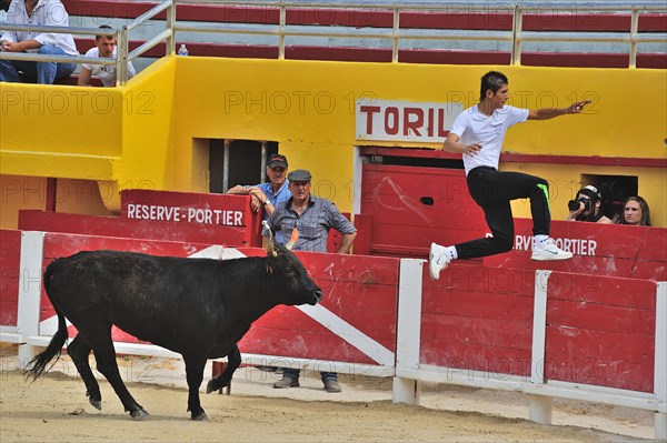 Bullfight