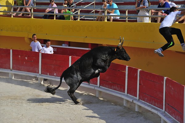 Bullfight