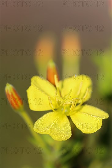Common Common evening primrose