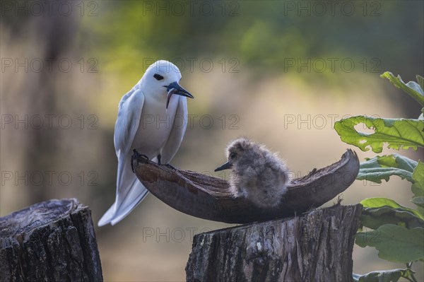 White tern