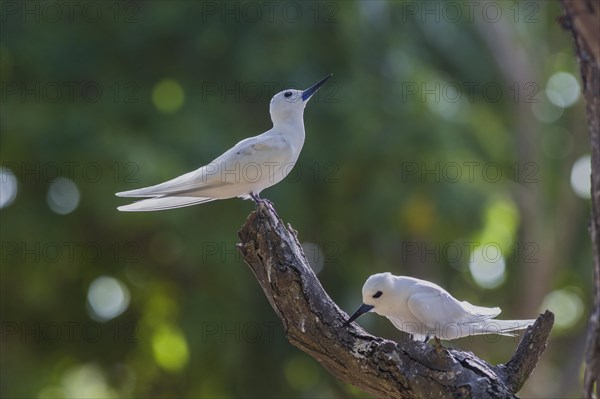 White tern