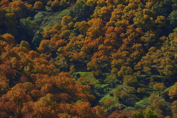 Valle del Genal