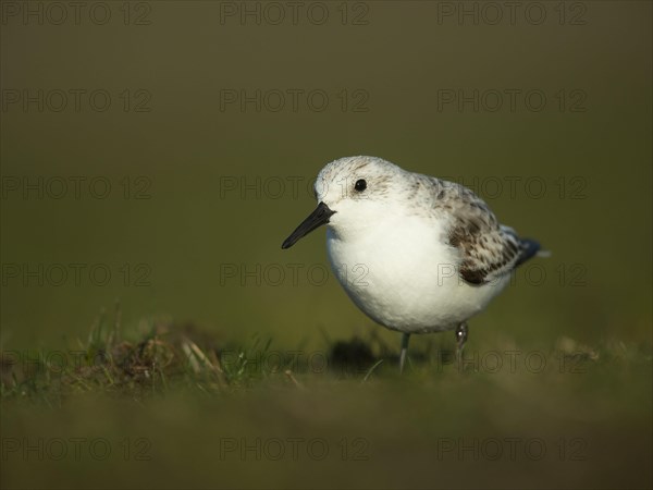 Sanderling