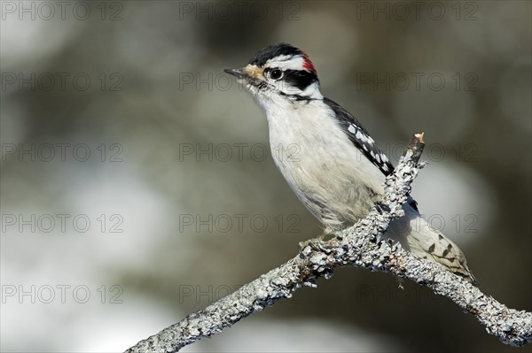 Downy woodpecker