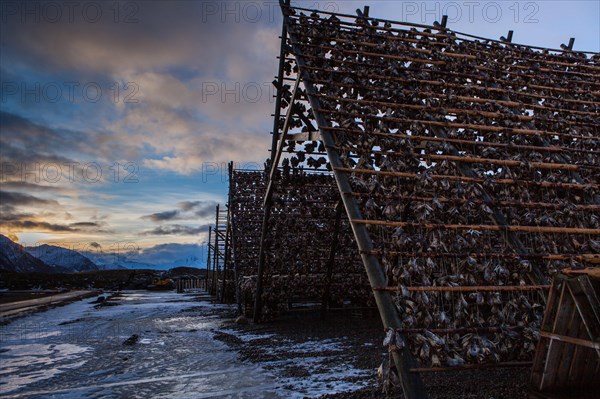 Dried fish