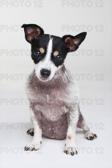 Jack Russell Terrier
