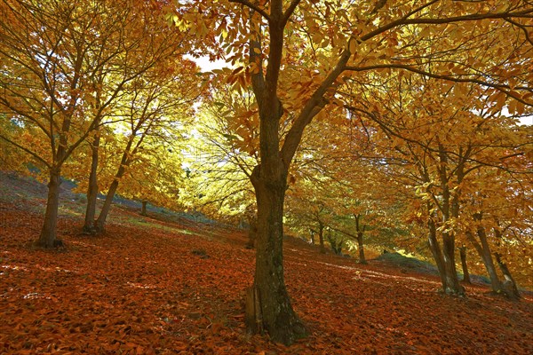 Chestnut