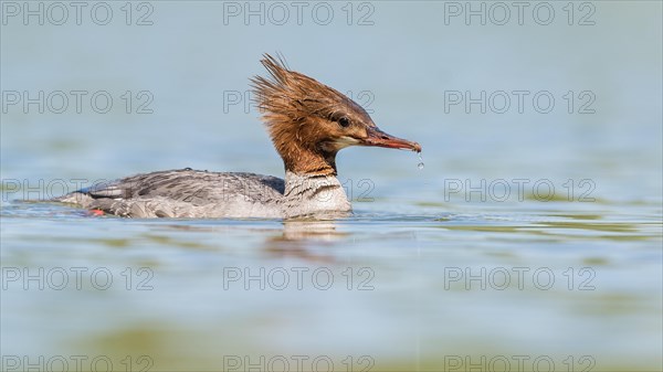 Smew