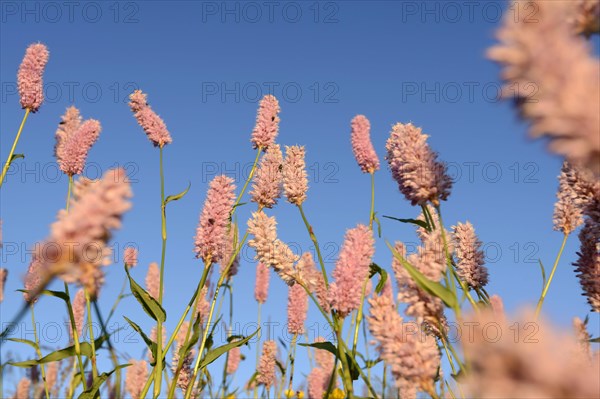 Meadow knotweed