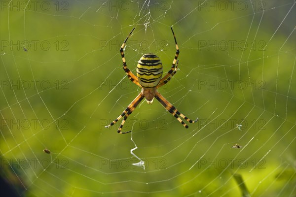 Wespenspinne wasp