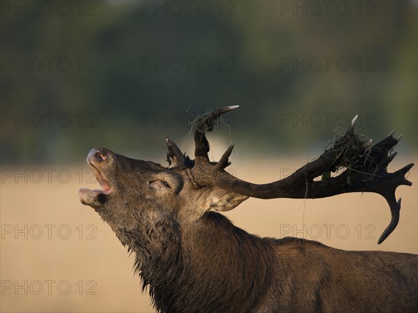 Red deer