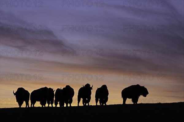 Amerikanischer Bison
