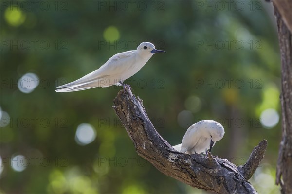 White tern