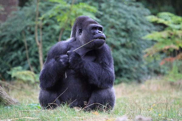 Western lowland gorilla