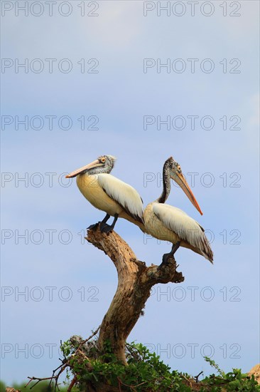 Spot-Billed Pelican