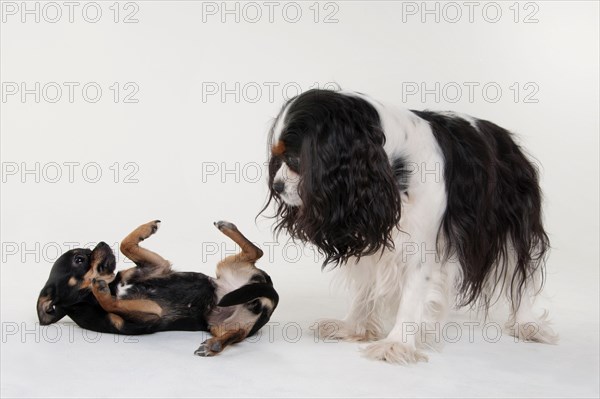 Cavalier King Charles Spaniel