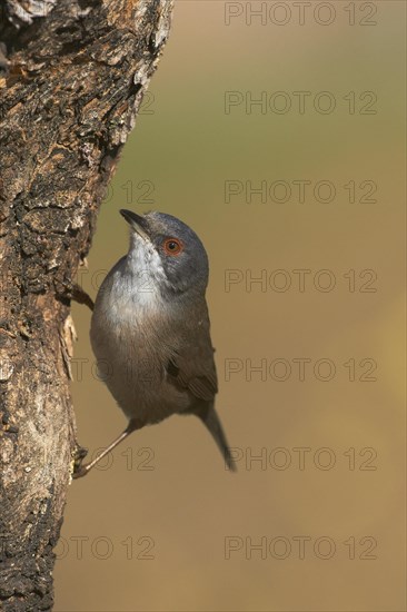 Sardinian Warbler