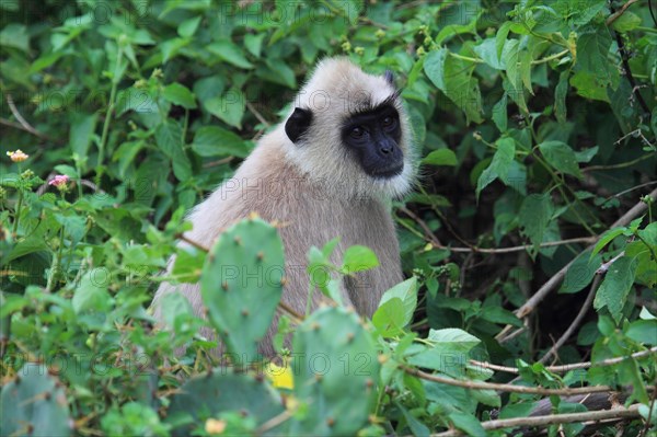 Entellus langur of Ceylon