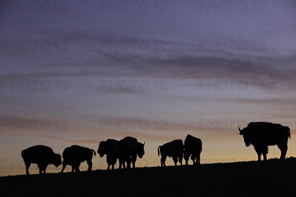 Amerikanischer Bison