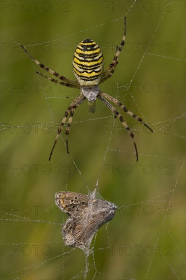 Wespenspinne wasp