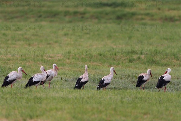 White storks