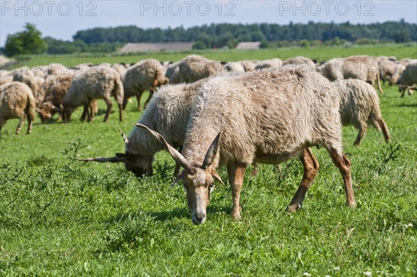 Racka sheep