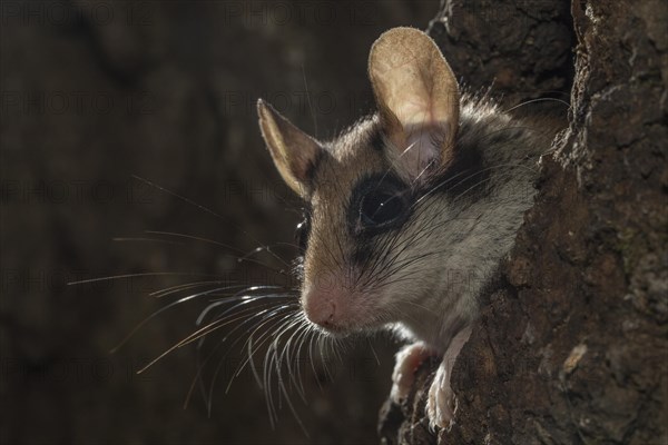 Garden dormouse