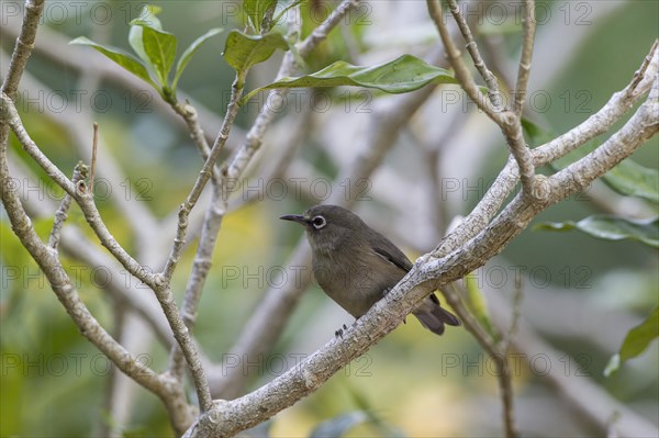 Seychelles white eye